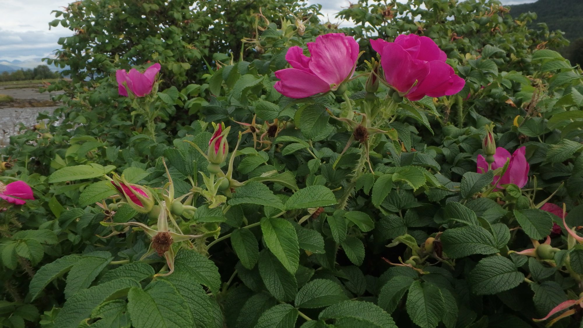 Rynkerose Foto: Øystein Folden