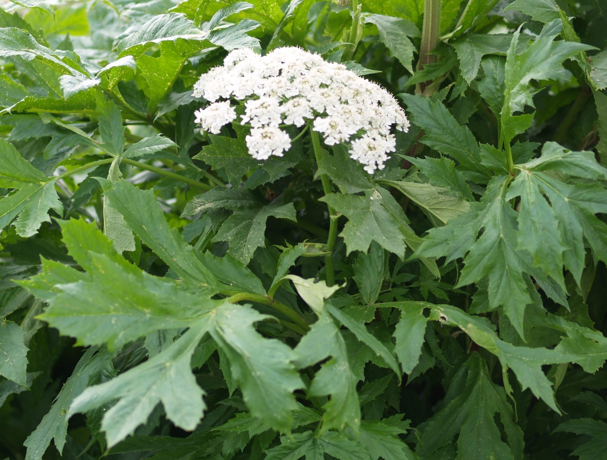 Tromsøpalme KristinVigander