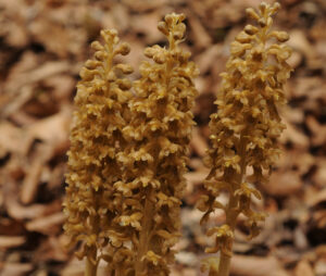 Neottia nidus-avis, fuglerede