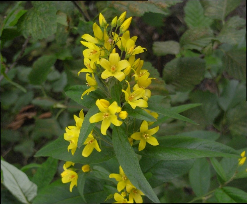 Årets villblomst avstemning – Norsk Botanisk Forening