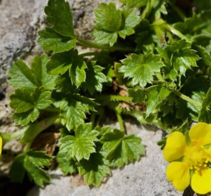 Potentiall brauniana Foto: T. Eriksson